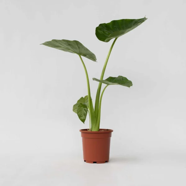 Alocasia macrorrhiza