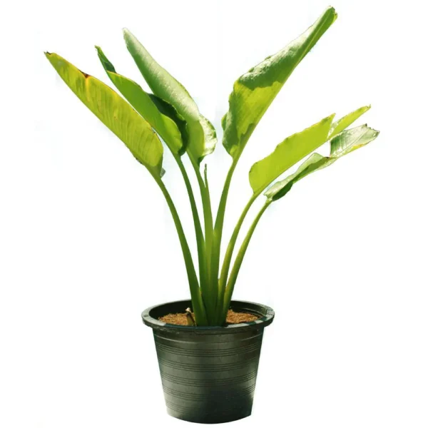 Ravenala madagascariensis