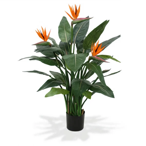 Strelitzia reginae