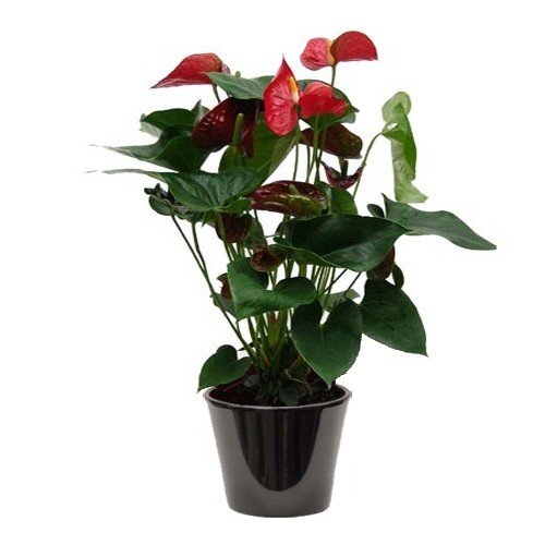 Anthurium Rouge