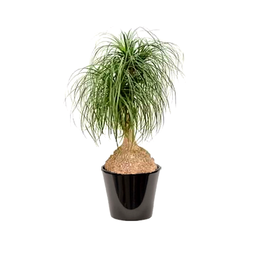 Beaucarnea Recurvata