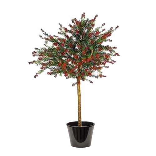 Callistemon Speciosus