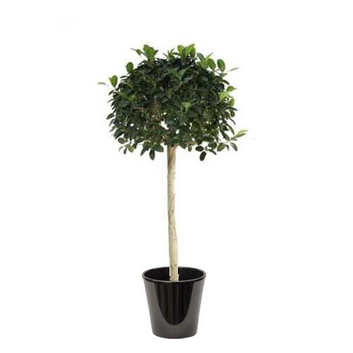 Ficus Australis