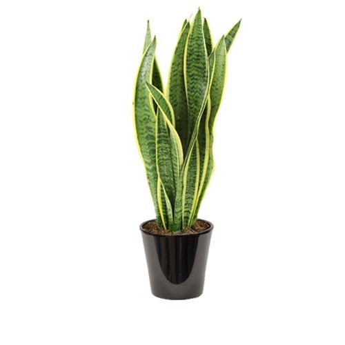 Sansevieria trifasciata