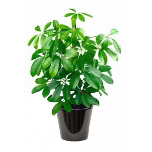 Schefflera Vert